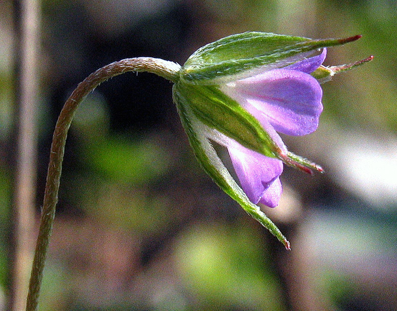 Geranium columbinum / Geranio colombino